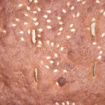 نانوایی بربری مرادیان