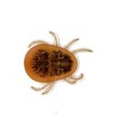 شرکت سمپاشی نانوفناوران (ولنجک)