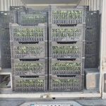 موسسه حمل و نقل کرمان بار ، باربری کرمان