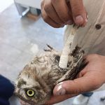 درمانگاه دامپزشکی دکتر رستمی - زنجان - 5574
