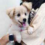 درمانگاه دامپزشکی های پت