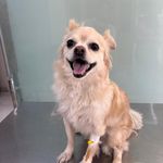 درمانگاه دامپزشکی های پت