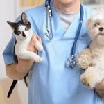بیمارستان دامپزشکی و پت شاپ نبض