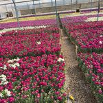 گل سرای عادل