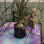 فروش گیاهان آپارتمانی شیلا