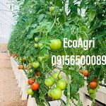 تولیدی گلدان هیدروپونیک