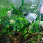 آکواریوم شارک