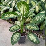 گل و گیاه گلدون