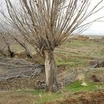 آتلیه و لابراتوار عکس و فیلم پژوه