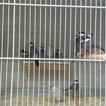 پرنده سرای آشیانه