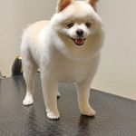 پت استایلیست جعفری