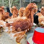 مجموعه مرغ تخمگذار لوهمن
