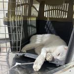 مجتمع درمانی دامپزشکی مهر(دکتر عباسی)
