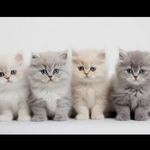 پت شاپ قلعه حیوانات
