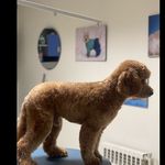 کلینیک دامپزشکی تریتامیرداماد