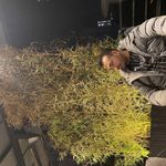 تاسیسات رشیدنیا