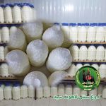 لبنیات سنتی لاهوت سید