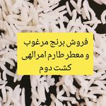 بورس برنج  مرزنگو