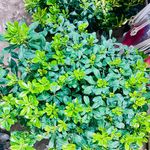 گل فروشی خانه گل