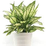 گلفروشی گیاکادو