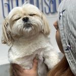 آرایشگاه حیوانات خانگی پنجه