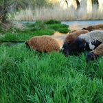 رستوران مزرعه سبز الیزه