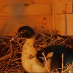 خانه ارگانیک