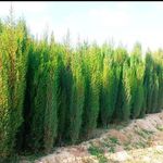 تولید درختان ثمیری و ارگانیک افزری