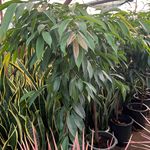 گلسرای دشت سبز