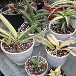 گل و گیاه ایلیا