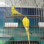 دنیای پرندگان پاروت