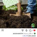 پلت مرغی سبزبانان