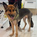 کلینیک دامپزشکی رنیسا