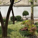 فروش گياه گلخانه زيتون