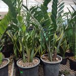 بازار گل کبکانیان