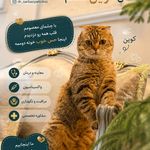 کلینیک حیوانات خانگی دکتر سربازی