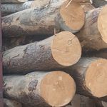 رامبرش اصفهان 110