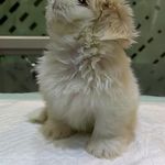 کلینیک دامپزشکی هدهد