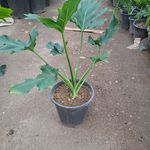 نمایشگاه گیاهان اپارتمانی محمد