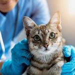 دامپزشک خوب