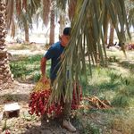 خرما فروشی