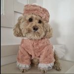 پت شاپ سزار