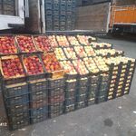 عمده فروشی میوه و تره بار