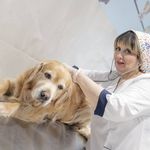 مطب دامپزشکی دکتر نسیم نجل حسن