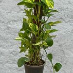 گلفروشی هانا(سفارش دسته گل وتاج گل)