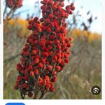 فروشنده عمده و خرده سماق کوهی تبریز