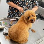 پانسیون و پت شاپ افروپت