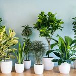خدمات باغبانی هرسکاری گلکاری متخصص خاک