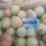 نهالستان طبیعت مهندس میرزایی