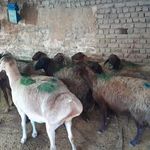 کشتارگاه های بهداشتی دام در مشهد